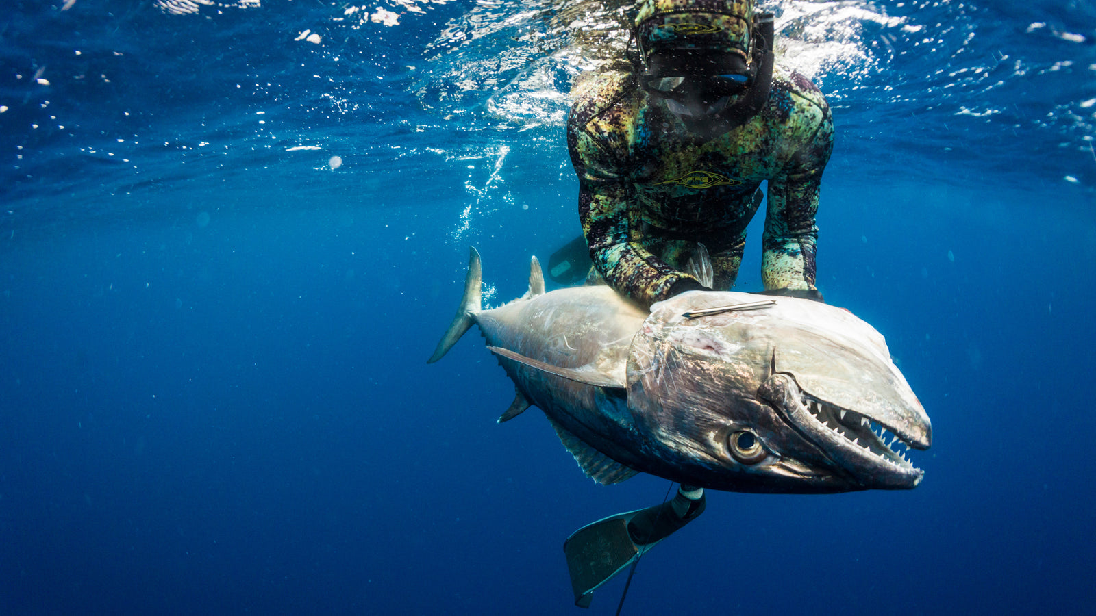 Spearfishing and Freediving Gear  Freedive Outfitters - Spear America